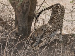 Bologonja_Seronera2009-67